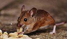 24 Hour & Emergency Exterminators in Canyon Country, CA